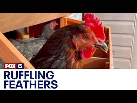 , title : 'Waukesha backyard chicken ordinance ruffles feathers | FOX6 News Milwaukee'
