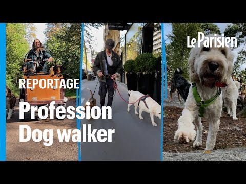 , title : '« Dog walker» , un métier en plein boom'