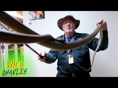 Meet the Inland Taipan: World's MOST Venomous Snake! (Extreme Danger!)
