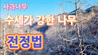 사과나무 수세가 강한 나무 전정방법