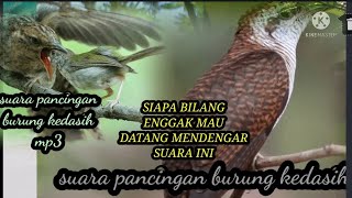 Download lagu suar pikat mp3 burung kedasih ....!!! mp3 Download lagu suar pikat mp3 burung kedasih ....!!! mp3