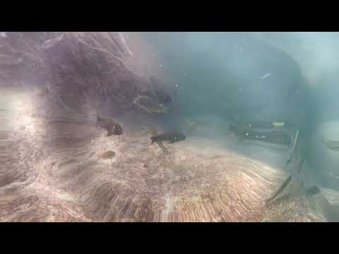 Tropheus brichardi Mvuna