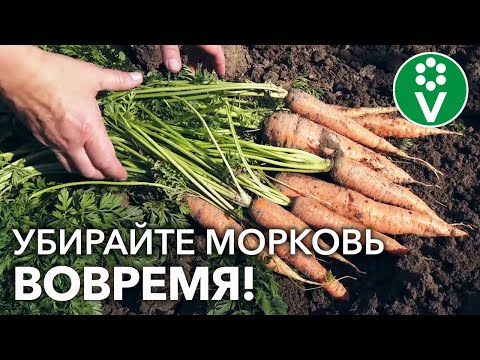 КАК ПОНЯТЬ, ЧТО МОРКОВЬ ПОРА ВЫКАПЫВАТЬ? Признаки зрелости корнеплодов: на что обращать внимание