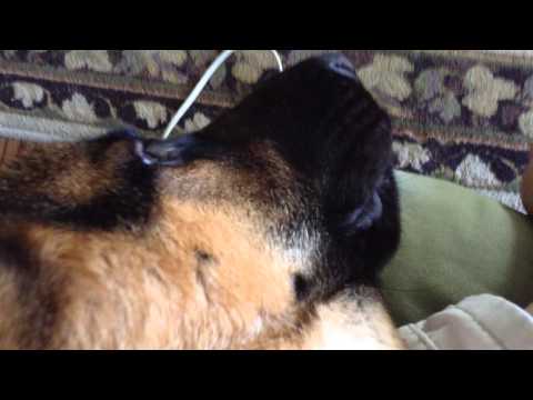 Sam sat on my lap :)