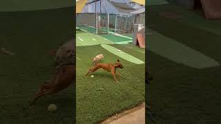 Video preview image #1 Mutt Puppy For Sale in phoenix, AZ, USA