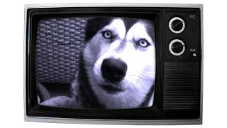 &quot;Please Remain Seated&quot; Fan Video