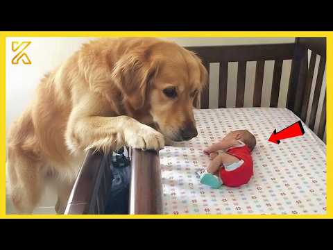 🐶 Smart Dogs Can't Hold Back Their Emotions at First Meeting Their Baby Sister ❤️