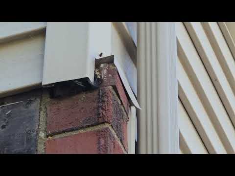 Small Opening on Side of Home Full of Yellow Jackets in West Windsor, NJ