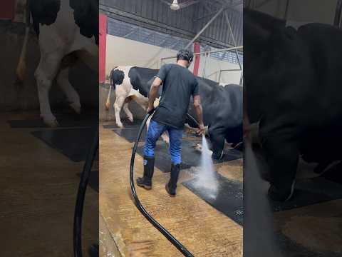 Cows cleaning up dirt at night on the farm#cowfarm #cleaning #night #farming