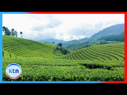 KTDA warns tea Sector of major crisis as fuel hikes and Middle East conflict disrupt exports