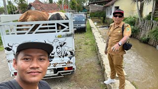 Download lagu Breaking News‼️ Kades Hoho Jual Rugi 3 Ekor Sapi  mp3