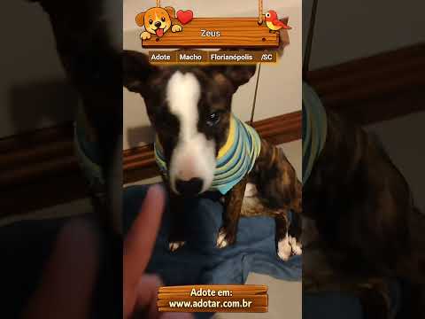 Vídeo de Zeus