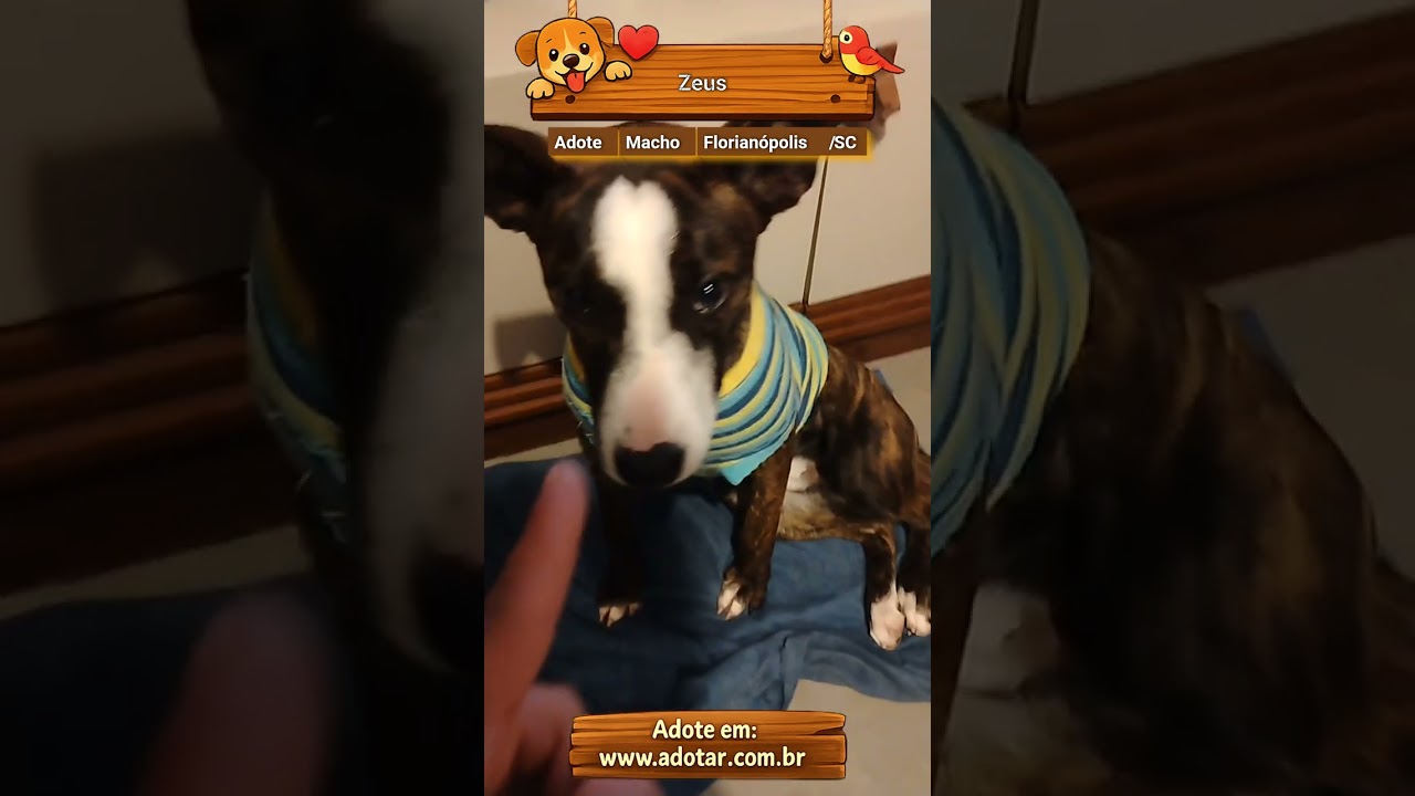 Cachorro raça SRD-ViraLata idade 1 ano nome Zeus