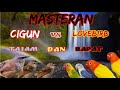 MASTERAN CIGUN VS LOVEBIRD TAJAM DAN RAPAT Masterancigun Cigungacor Masteranlovebird
