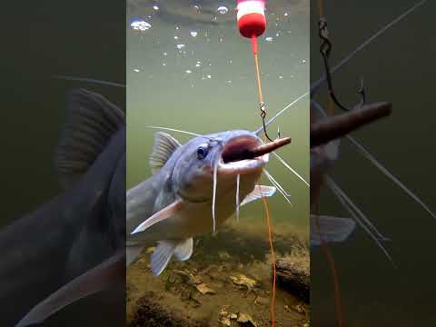 🎣 CRAZY Fish Bite! 🤯 You WON'T Believe This Bait! 😱 #Fishing