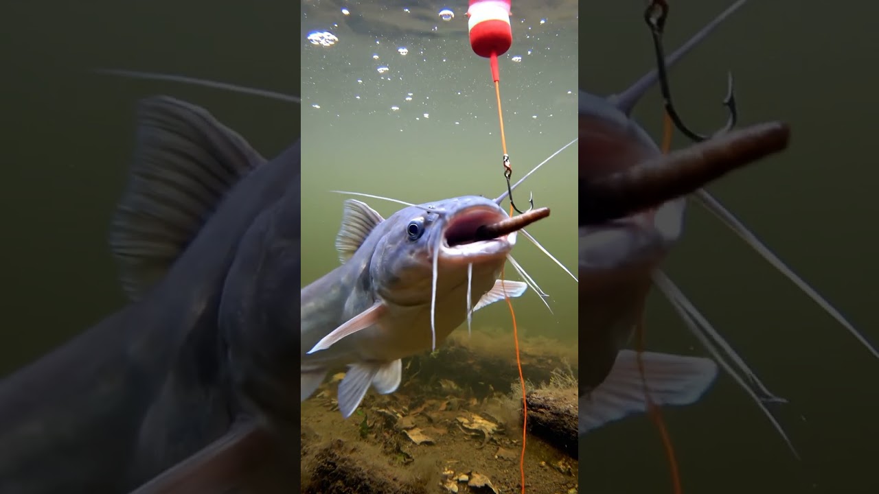 🎣 CRAZY Fish Bite! 🤯 You WON'T Believe This Bait! 😱 #Fishing