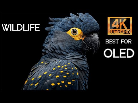 Discovering the Wonders of South America: 4K Animals with Soothing Soundtracks