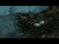 Dark Souls: How to get to the Bird's nest in Northern Undead Asylum + more