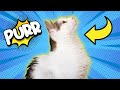 How and Why Cats Purr (Prepare to be Fascinated)