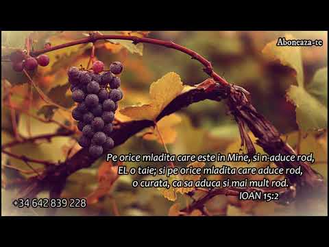 Isus Vita: esti o mladita roditoare sau una uscata? Crihan Mihaita fost preot calugar.