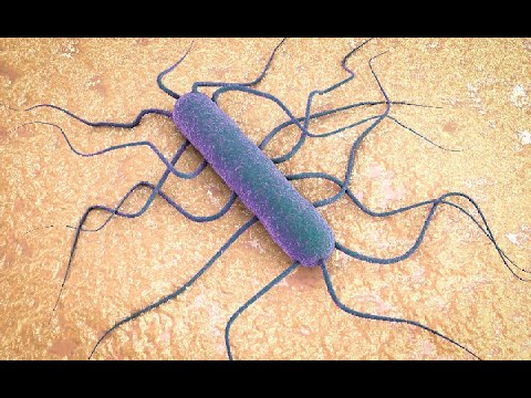 Listeria monocytogenes - Microbiology Boot Camp