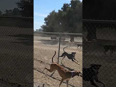 MEET NYLA.... (Smooth Saluki Puppy) #saluki #smoothsaluki #sighthound