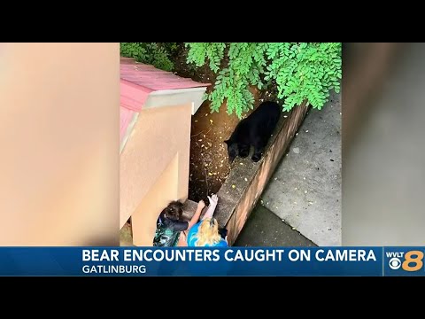 Gatlinburg hotel kicks out guests for being close to bears