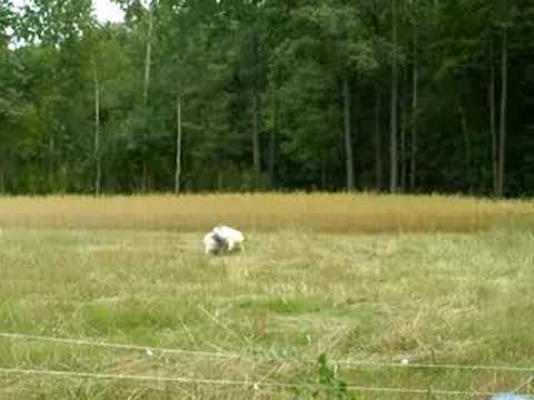 Elektryczno-kolczaste pastuchy