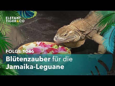 Blütenzauber (Folge 1046) | Elefant, Tiger & Co. | MDR