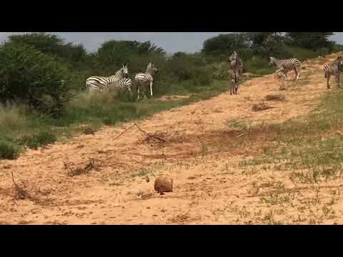 Jwana Private Game Park, Botswana