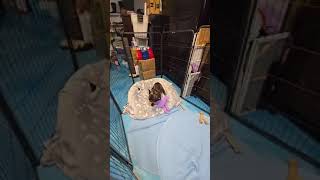 Mario Update!! Please Donate for his ongoing medical and upcoming surgery. Mario Update!! Please Donate for his ongoing medical and upcoming surgery.