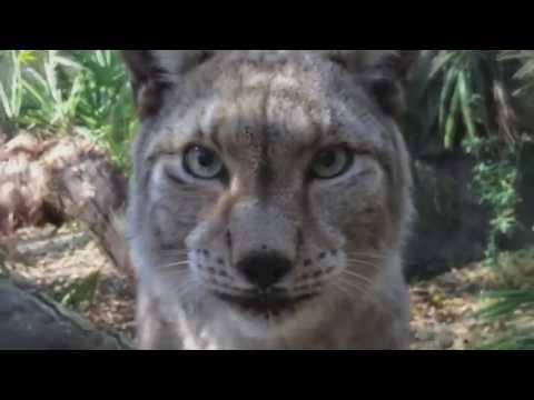 DJ Wilday ft. Sanna Hartfield - Expecting Me