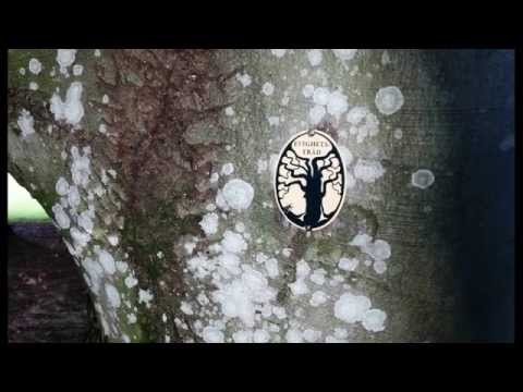 Ulfonze - The Eternal Tree (Evighetsträdet)