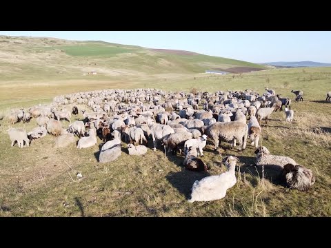 In vizita la stana lui Pil de la Calarasi, Cluj - 2020 Nou!!!