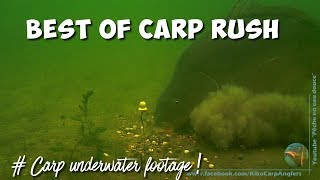 BEST OF: 20 CARP UNDERWATER RUSH IN 2 MINUTES !