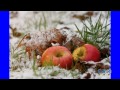 Новогодняя польская песня (яблоки на снегу) 