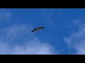 White Stork Soaring