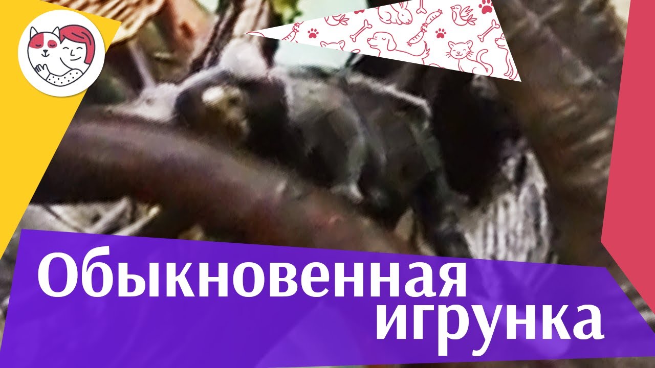 Обыкновенная игрунка Ареал на ilikepet