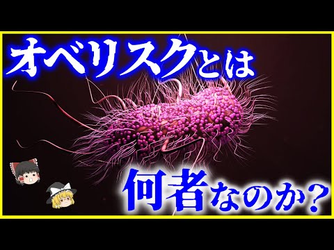 エリノメについて詳しく解説