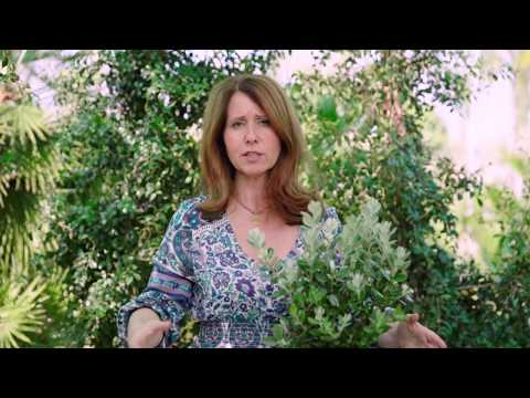 Conheça as Melhores Sebes para o Jardim