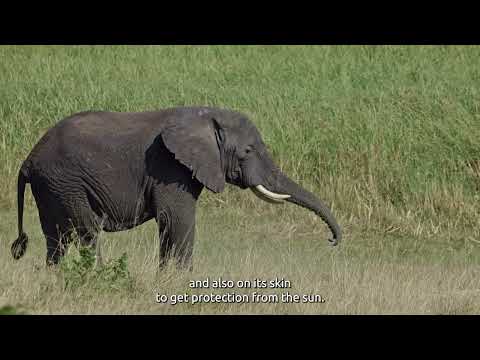 Face to face with an African elephant 