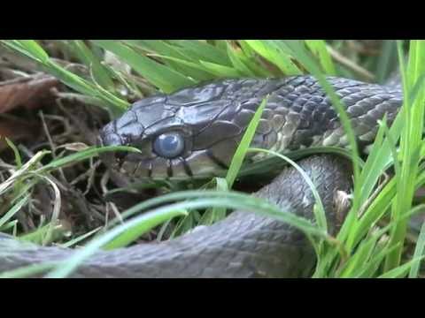 Snake on a Swiss Train Causes Passengers to Disembark