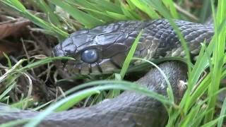 preview picture of video 'Grass snake, Murten, Switzerland'