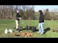 How-To Plant an Apple Tree (Everything you need to know!)