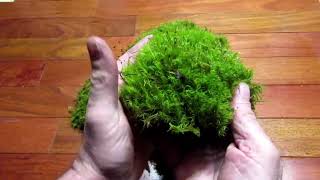 Live Moss Fresh Mood Moss
