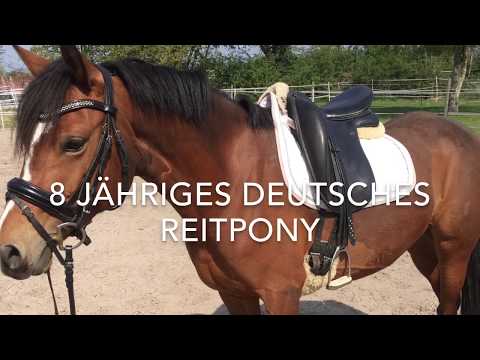 *verkauft* Verkaufspony "Alina" Dt. Reitpony Stute 8 Jahre 1,47m