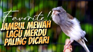 Download lagu JAMBUL MEWAH GACOR MERDU - MASTERAN KENARI ISIAN BLACKTHROAT GACOR SUARA JERNIH MUDAH MASUK mp3