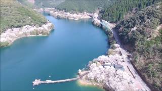 市房ダム湖畔　日本さくら名所100選