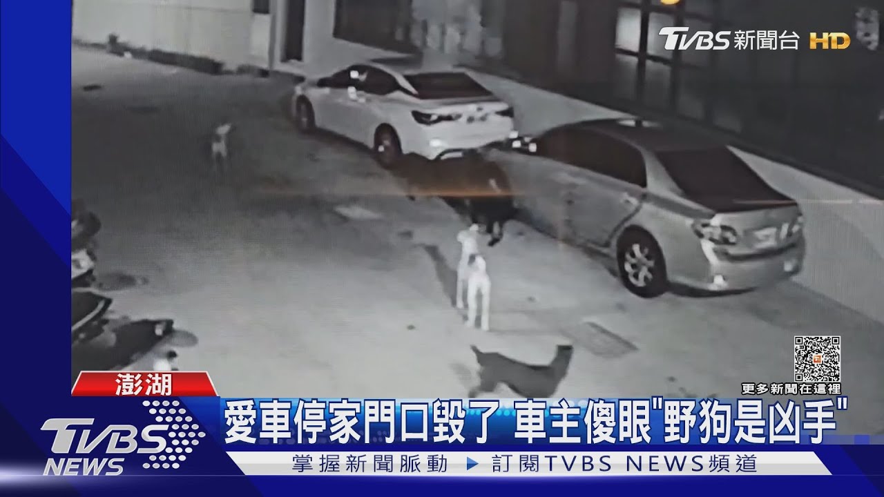 愛車停家門口毀了　車主傻眼野狗是凶手