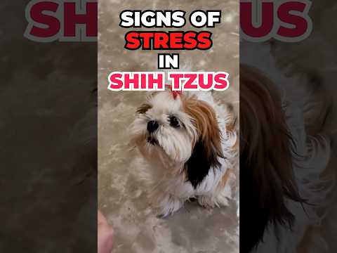 Watch out for these Signs of Stress in Shih Tzus #shihtzu #shihtzucare #shihtzupuppies